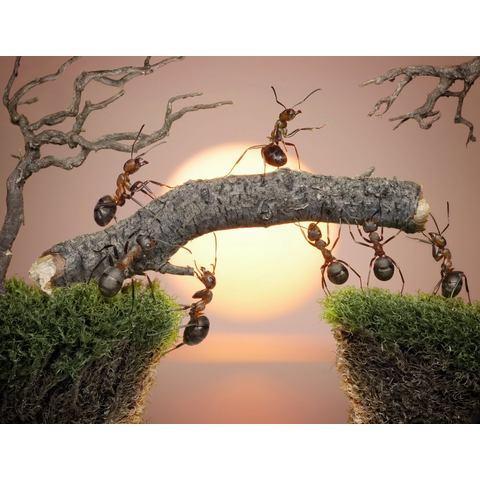 Papermoon Fotobehang Ants teamwork, Huis en Inrichting, Woonaccessoires | Overige, Nieuw, Verzenden