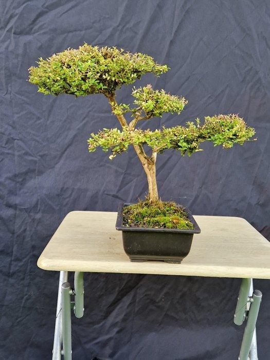Bonsaï Lonicera Nitida - Hoogte (boom): 30 cm - Diepte, Antiek en Kunst, Curiosa en Brocante