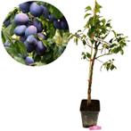 Pruimenboom Bleue de Belgique, Verzenden, Volle zon