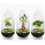 DIY Planten terrarium tweedelig bolglas - Egg Bonsai - Ø 12, Verzenden