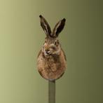 Haas Taxidermie Opgezette Dieren By Max, Ophalen of Verzenden, Nieuw, Wild dier, Opgezet dier
