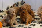 Raszuivere Toy/Dwergpoedel Puppies van Gerenommeerde fokker, Dieren en Toebehoren, Honden | Chihuahua's en Gezelschapshonden, Poedel