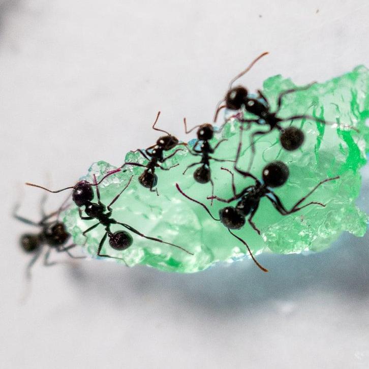 Mierenfamilie L met 15-20 werksters, Dieren en Toebehoren, Insecten en Spinnen