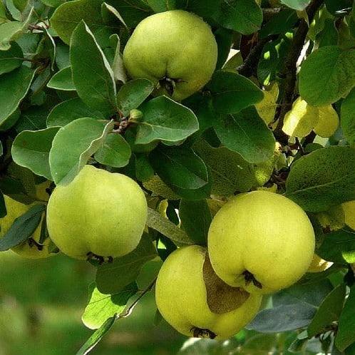 Cydonia oblonga Leskovacz + pot 23cm, Tuin en Terras, Planten | Fruitbomen, Volle zon, Verzenden