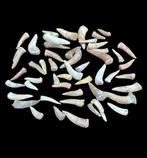 Haai - Fossiele tand - Enchodus - 0 cm - 0 cm  (Zonder