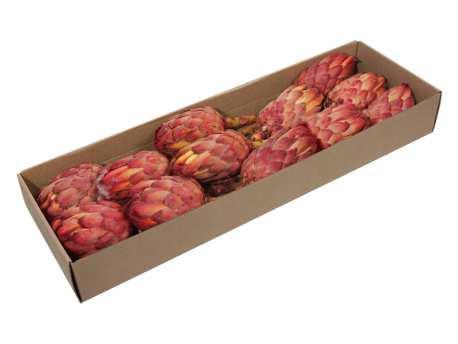 Protea grandiceps  suikerbossie- naturel – bijzondere, Huis en Inrichting, Woonaccessoires | Kunstplanten en Kunstbloemen, Nieuw