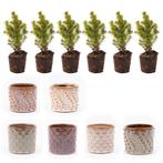 Mini-kerstboom set 6 - Inclusief pot set Madrid - Draadverli, Tuin en Terras, Verzenden