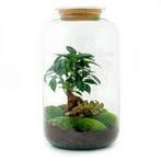 DIY terrarium - Sven Bonsai -  43 cm - Normal, Huis en Inrichting, Kamerplanten, Verzenden