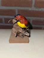 Goulds honingzuiger Taxidermie volledige montage - Aethopyga, Nieuw