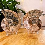Ammoniet - Gefossiliseerd dier - Aioloceras (Cleoniceras)