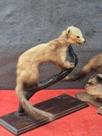 Putois met Slang - Wezel Taxidermie volledige montage -, Nieuw