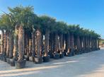 Trachycarpus fortunei palmbomen,Olijfbomen,Vijgenbomen,Vijg!, Tuin en Terras, Planten | Bomen, In pot, Olijfboom, Volle zon, Ophalen of Verzenden