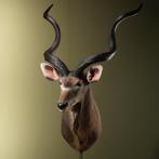 Koedoe Taxidermie Opgezette Dieren By Max, Verzamelen, Dierenverzamelingen, Ophalen of Verzenden, Nieuw, Wild dier, Opgezet dier