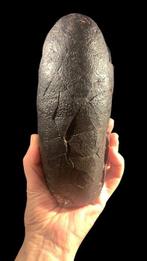 Gefossiliseerd ei - Oviraptoridae - 22 cm - 9 cm (Zonder, Verzamelen, Mineralen en Fossielen