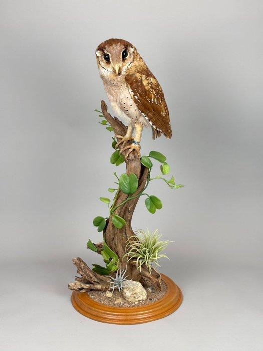 Maskeneule Taxidermie volledige montage - Phodilus badius -, Verzamelen, Dierenverzamelingen