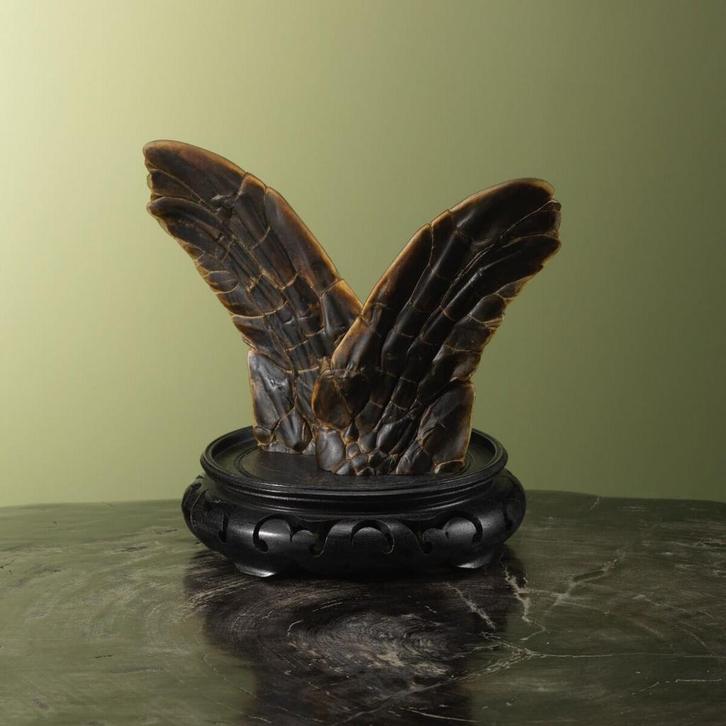 Flippers Zeeschildpad Taxidermie Opgezette Dieren By Max, Verzamelen, Dierenverzamelingen, Opgezet dier, Nieuw, Reptiel of Amfibie