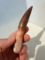 Dinosaurus - Fossiele tand - Spinosaurus aegyptiacus - 11.7