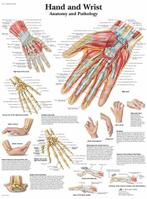 Anatomie poster hand en pols (gelamineerd, 50x67 cm) + op..., Verzenden, Nieuw