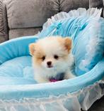 Schattige, gezonde mini pomeranian pomeriaan teefjes, Dieren en Toebehoren, Parvo, Overige rassen, 8 tot 15 weken, Teef