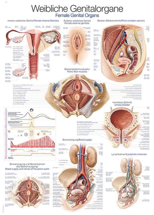 Anatomie poster vrouwelijke geslachtsorganen (50x70 cm), Sport en Fitness, Overige Sport en Fitness, Nieuw, Verzenden