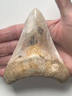 Megalodon tand 11,4 cm - Fossiele tand - Carcharocles