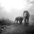 Frank Machalowski - tierwald #43