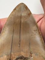Grote megalodon tand 12,7 cm (5 inch) - Fossiele tand -