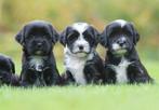 prachtige middelgrote boomer x tibetaanse terrier pups, Dieren en Toebehoren, Parvo, Nederland, 8 tot 15 weken, Meerdere