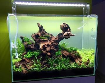 Coral wood 20-30cm aquarium decoratie hout (Hardscaping ) beschikbaar voor biedingen