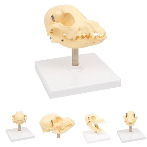 Anatomie model schedel hond, 12x10x12 cm, Sport en Fitness, Overige Sport en Fitness, Nieuw, Verzenden