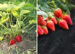 Duurzaam Anti-Worteldoek voor Tuin - 1,6x50 m - Zonder Ch..., Tuin en Terras, Overige Tuin en Terras, Ophalen of Verzenden, Nieuw