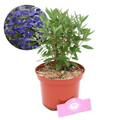 Caryopteris cland. Grand blue + Pot 17cm, Tuin en Terras, Planten | Tuinplanten, Verzenden