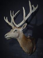Large Red Stag - head-mount on shield - Taxidermie, Nieuw