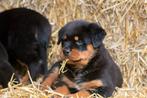 prachtige rottweiler pups, Parvo, Nederland, 8 tot 15 weken, Meerdere