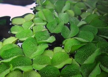 Salvinia Natans - Aquariumplant drijfplant in cup beschikbaar voor biedingen