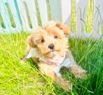 Echte MALTIPOO reutje f1, maltezer x toy poedel, Dieren en Toebehoren, Honden | Chihuahua's en Gezelschapshonden, Parvo, 8 tot 15 weken