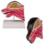 Anatomie model hoofd hond doorsnede, 17x15x6 cm, Nieuw