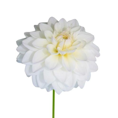 Bloembollen - 14 x Dahlia Wittem - wit met lila, Tuin en Terras, Bloembollen en Zaden, Bloembol, Voorjaar, Volle zon, Verzenden