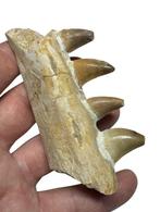 Mosasaurus - Fossiele tand - Mosasaurus (Zonder, Verzamelen