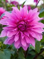 Dahlia Babylon purple (Paars, Dahlia’s kopen?), Tuin en Terras, Ophalen of Verzenden