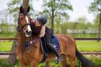 Jouw paard verzekerd, een geruststellend idee, Dieren en Toebehoren, Paarden