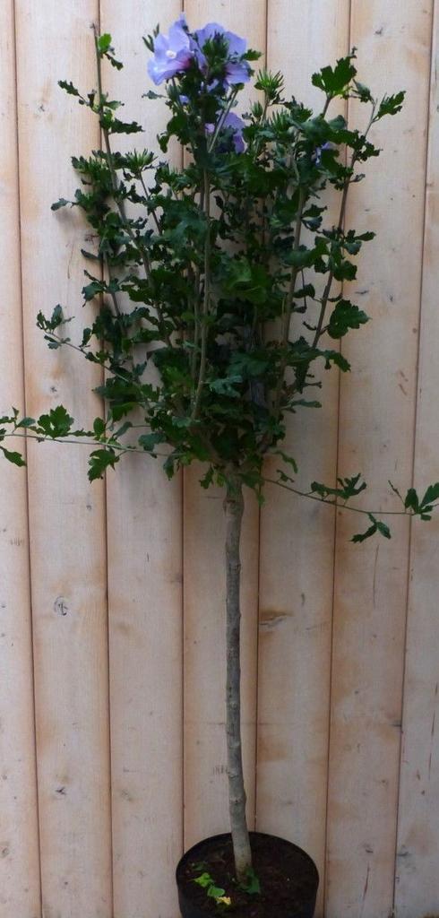 Hibiscus op stam Blauw 100 cm, Tuin en Terras, Planten | Bomen, Verzenden