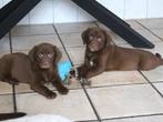 LABRADOR X NOVA SCOTIA DUCK TOLLING RETRIEVER PUPS, Nederland, Labrador retriever, Meerdere, Meerdere dieren