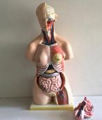 Lesmateriaal - Plastic - 2010-2020 - Unisex Torso, Educatief, Antiek en Kunst, Curiosa en Brocante