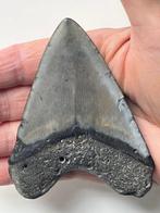 Megalodon - Fossiele tand - Carcharocles megalodon - 9.9 cm