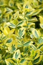 Bontbladige kardinaalsmuts Euonymus fortunei Emeraldn, Tuin en Terras, Planten | Tuinplanten