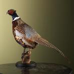 Fazant Taxidermie Opgezette Dieren By Max, Ophalen of Verzenden, Nieuw, Vogel, Opgezet dier