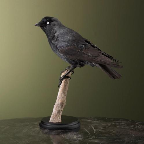 Kauw Taxidermie Opgezette Dieren By Max, Verzamelen, Dierenverzamelingen, Opgezet dier, Nieuw, Vogel, Ophalen of Verzenden