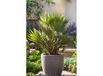 XL Chamaerops Vulcano Palmtree, Huis en Inrichting, Kamerplanten, Verzenden