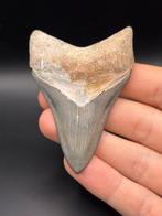 Megalodon - Fossiele tand - Carcharias Megalodon - 7.9 cm -